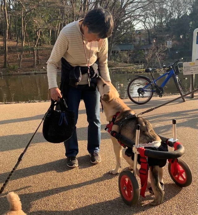 電車にはねられ下半身不随 家族の愛情をうけ元野犬のトラウマ解放 車椅子で豪快に疾走 まいどなニュース