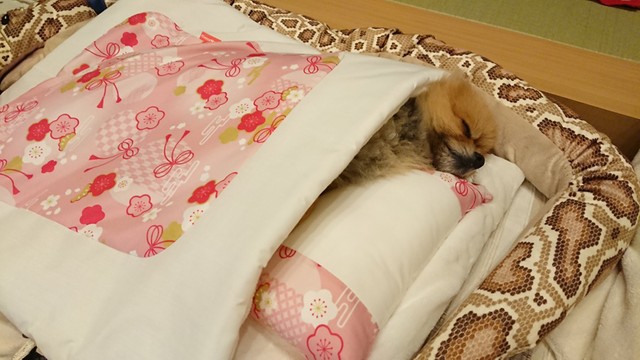 気持ちよさそうに眠る犬さん 布団の使い方がまるで人間 違和感ない キュンキュンです まいどなニュース