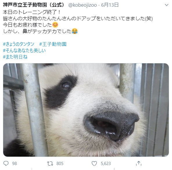 お別れ迫る神戸のパンダ 抑えきれない 公式のラブが暴走気味 ぼくの知る 彼女の全てを伝えたいー まいどなニュース