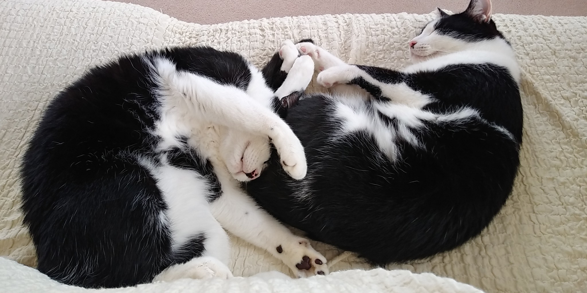 な つく 野良猫