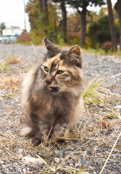虐殺か 東京 三鷹で高齢の地域猫が不審死 犯人逮捕 を求める署名運動に芸能人も反応 まいどなニュース