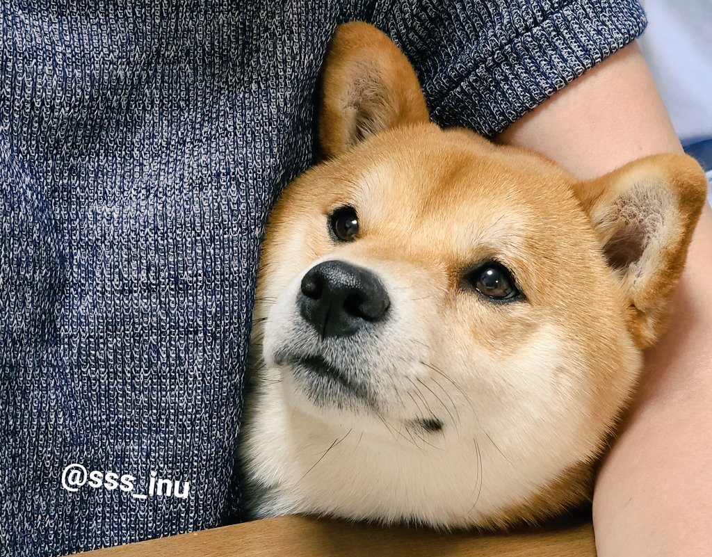 絶対散歩に行くって譲らなかったのになぜ 愛犬の心変わりが話題 気分屋ですから 柴犬だもん まいどなニュース