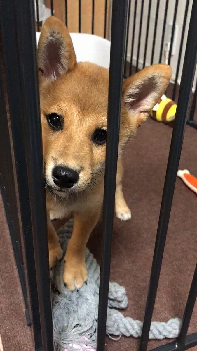 忍法 斜め45度走り 空駆ける豆柴さんの勇姿が話題 かっこいい 新ヒーロー誕生の予感 まいどなニュース