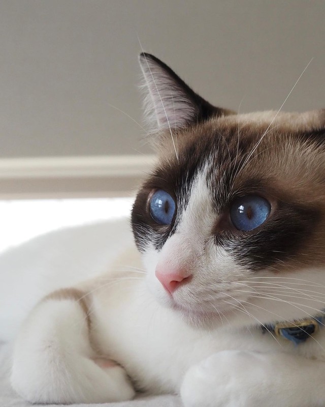 隣家の車の下に子猫が3匹 母猫も入れて4匹まとめて保護 人間より猫が多いにぎやかな日々に まいどなニュース