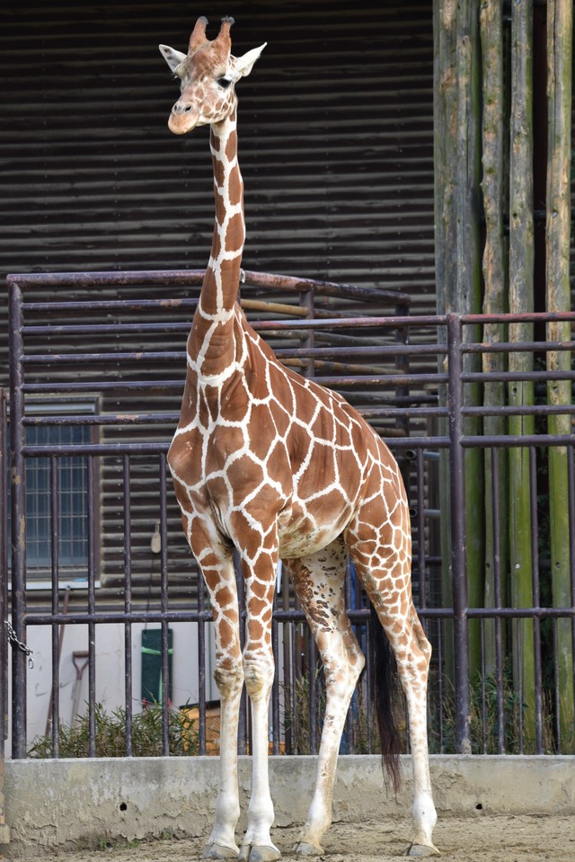 キリンもホッキョクグマも触れる 動物の 毛 を詰めたガチャガチャが大反響 あっと驚く企画 動物園の思いとは まいどなニュース