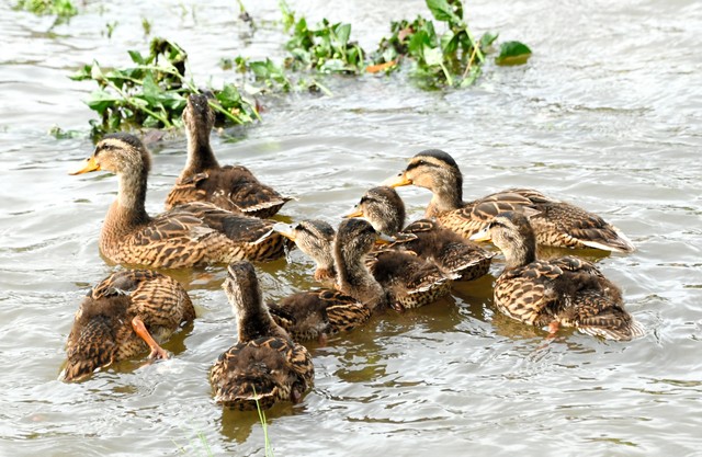 京都9只小鸭子迁居途中被父母丢下彷徨失措 居民帮助迎转机