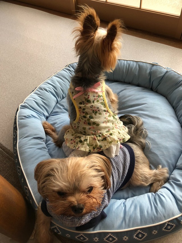 先住犬るみちゃんの“尻に敷かれる”ほっちー