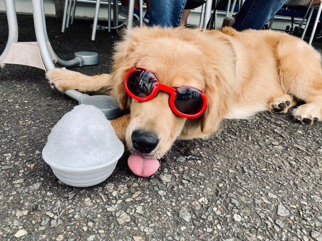 ボクは小型犬 自分のサイズが分かっていない犬さんが話題 いつまでも膝に乗ってほしい まいどなニュース