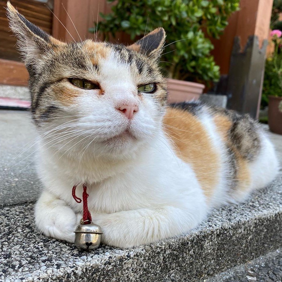 いつの間にか家に居つくようになった三毛猫 田舎の自然に触れながら 自由にのびのび暮らす まいどなニュース