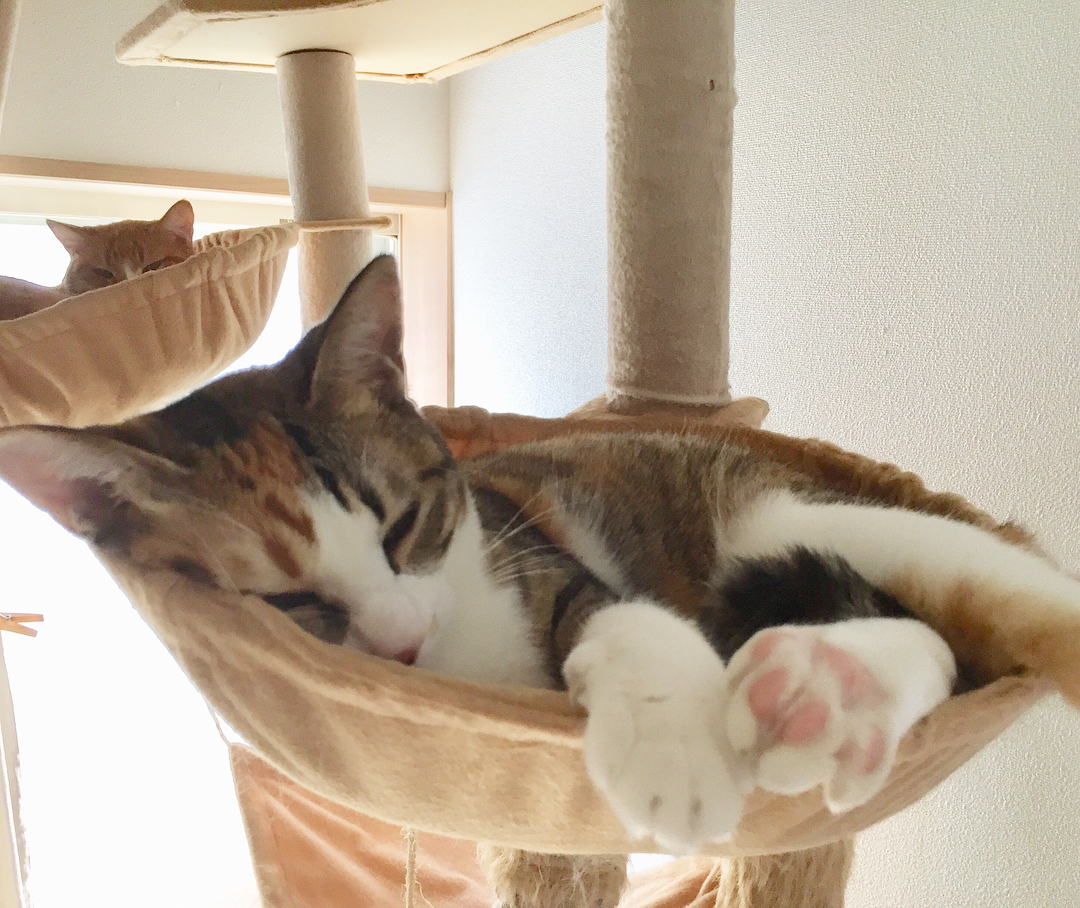 野良猫だったやんちゃな子猫、初対面で『なぜて』と仰向けに｜まいどな 