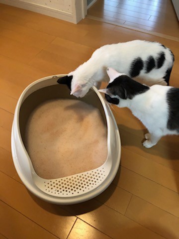 5色に変化する猫砂 色で猫の体調を毎日チェック 私にとっては安心砂 猫が慣れればデメリットがない まいどなニュース