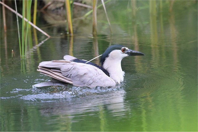 半身浴かな 鳥さんが池の水に浸かる姿が話題 箱根温泉に行きたくなった 水風呂ですが何か まいどなニュース