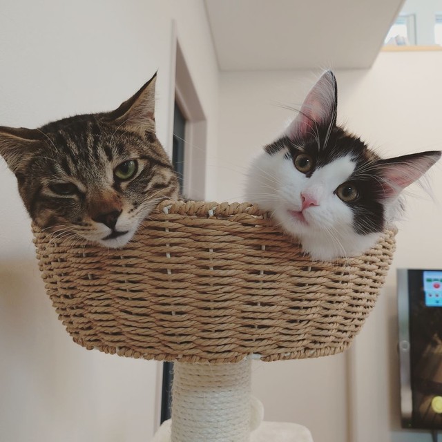 迎え入れた保護猫の本気噛みに苦悩 2匹目を迎えたら仲良しに いつの間にか噛み癖も治る まいどなニュース