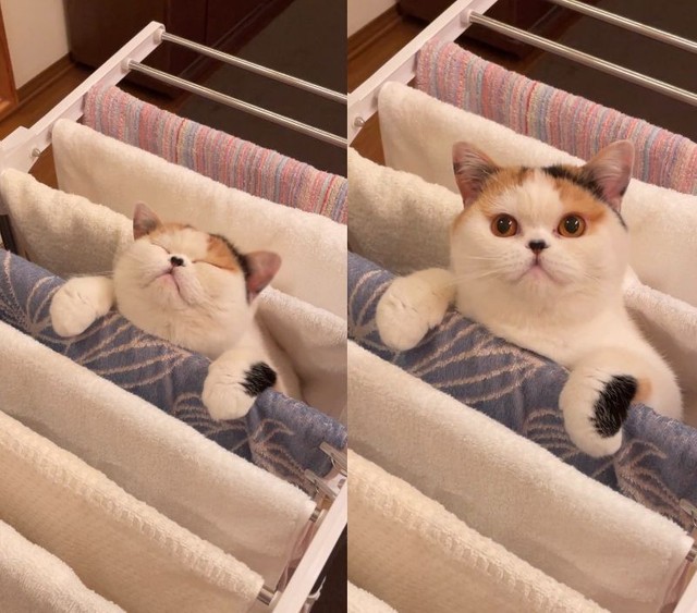 洗濯物のタオルを干しているところからひょっこりと顔を出したあんみつちゃんのツイートもバズった（提供写真）