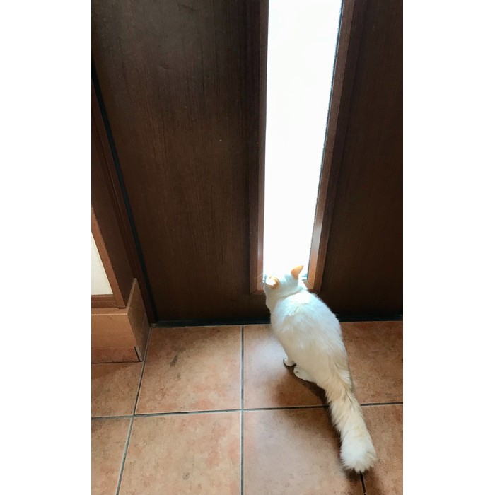 学校から帰ってすぐ遊びに行ってしまったお兄ちゃん 玄関でじっと待つ猫さんが 健気で泣ける と話題 まいどなニュース