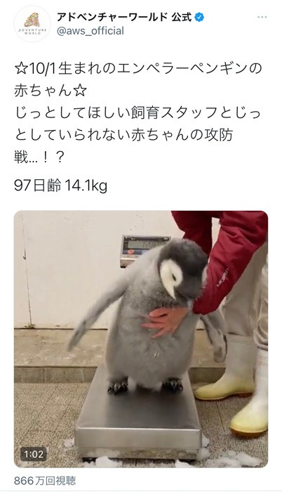 ペンギン赤ちゃんの体重測定 お願い じっとして 飼育員さんとの攻防戦にほっこり うちの娘みたい まいどなニュース