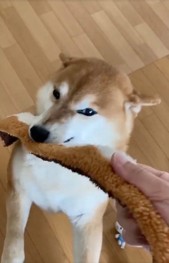 柴犬 ママ見て ダメ あげない ニコニコ笑顔が真顔に豹変 オモチャ引っ張られるとお目めカッ おもしろすぎw まいどなニュース