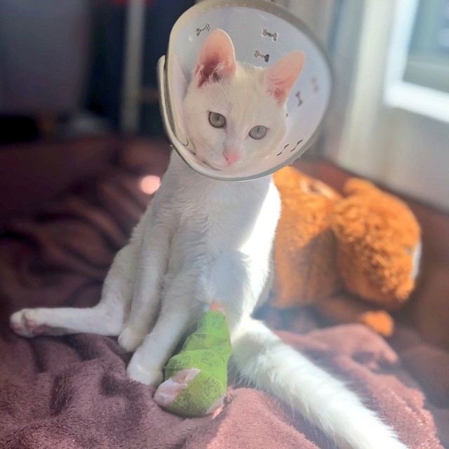 うちの子u201dに迎えて1カ月、先天性心疾患が判明！左後ろ足を失ったものの 