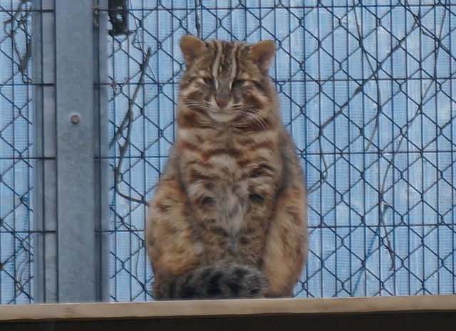 礼儀正しそうなポーズが印象的