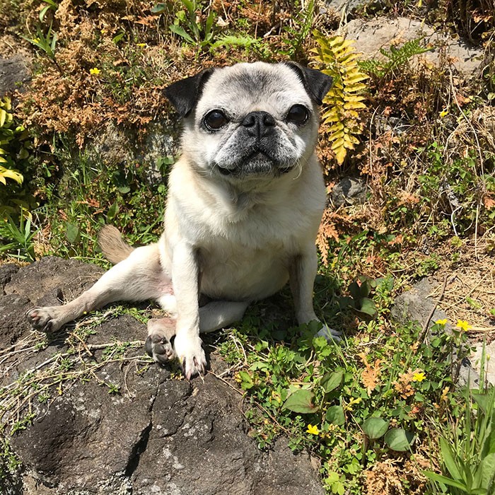 意識とんでる 目を見開き草むらに転がる へそ天 の犬 気絶か昼寝かww とネット民ざわつく まいどなニュース