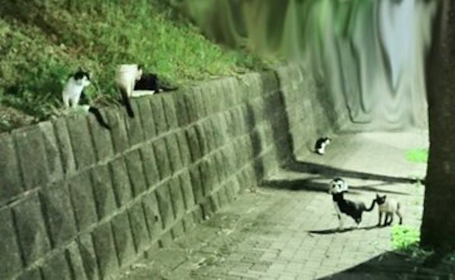 猫に頼めば伝わる 都市伝説は本当だった 脱走した家猫が帰ってきたミラクルに ネット民から体験談も殺到 まいどなニュース 猫に頼めば伝わる 都市伝説は本当だった 脱走した家猫が帰ってきたミラクルに ネット民から体験談も殺到 まいどなニュース