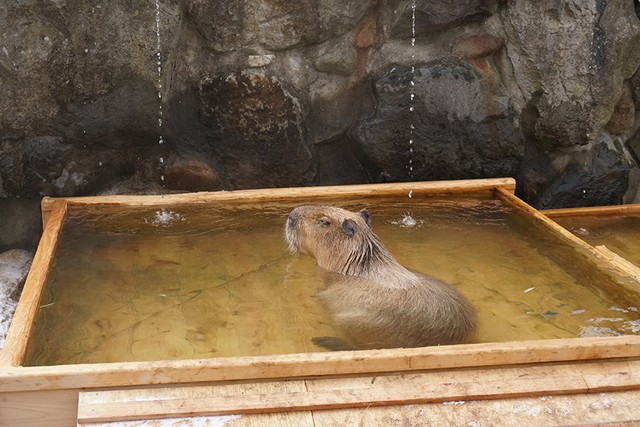 温泉好きカピバラの 長風呂対決 でほっこり ５つの動物園でコラボ開催 飼育担当者に聞いた まいどなニュース