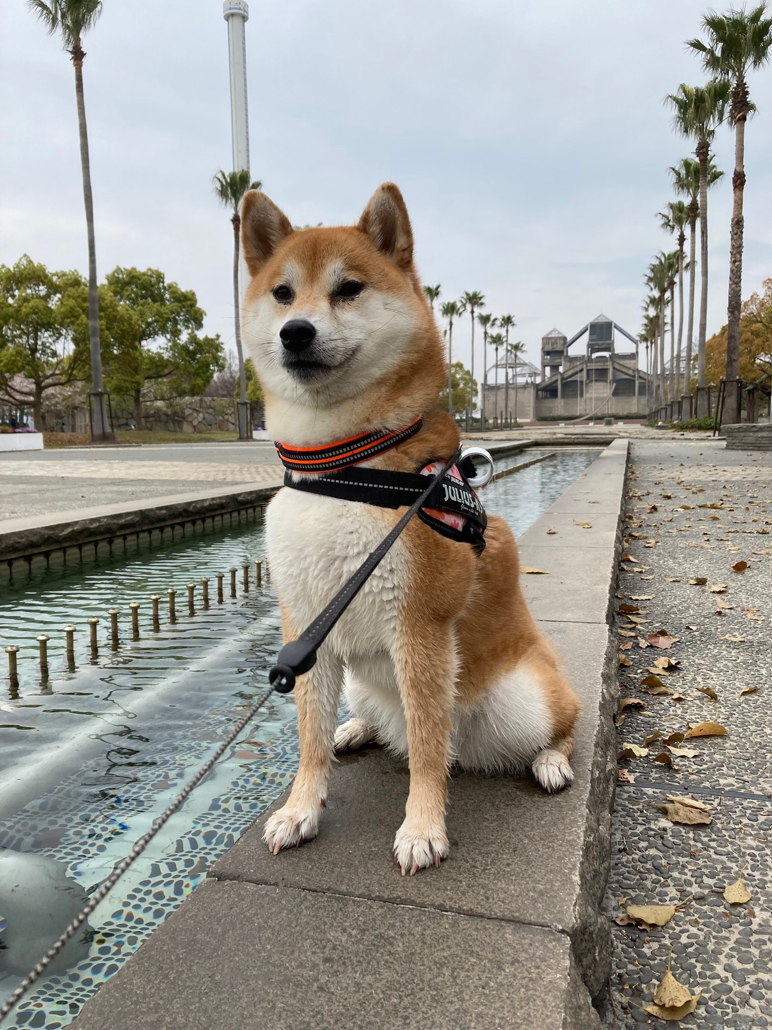 柴犬 なんか思ってたのと違う 犬用美顔ローラーでコロコロされてムキ顔に すんごい怒ってますけど 大丈夫 まいどなニュース 柴犬 なんか思ってたのと違う 犬用美顔ローラーでコロコロされてムキ顔に すんごい怒ってますけど 大丈夫 まいどなニュース