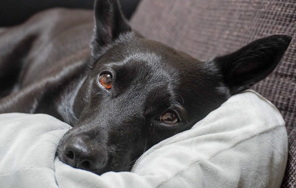 常識人ぶってたけど バレてたか 大体の飼い主 犬猫さんの脚をオテテ アンヨと呼んでいる 投稿に 広がる共感 まいどなニュース