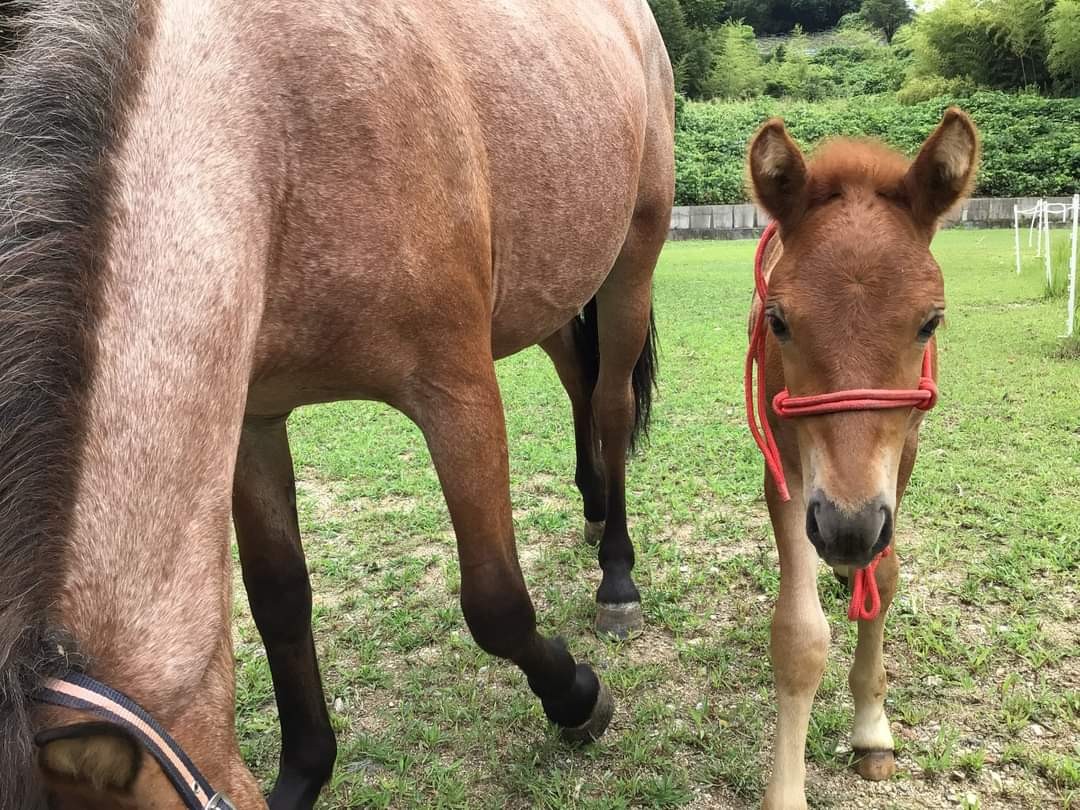 「ボクの名前をつけてね」大阪・柏原で生まれた道産子の浪速男子 「和種馬ホースランド」が名前募集|まいどなニュース