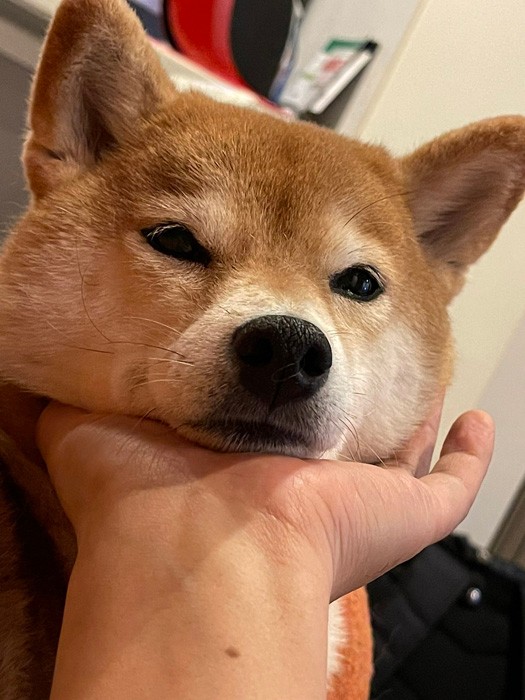 注射が怖い柴犬 ブルブル マナーモード姿がせつな可愛い 歯を食いしばる姿に がんばれ と励まし殺到 まいどなニュース