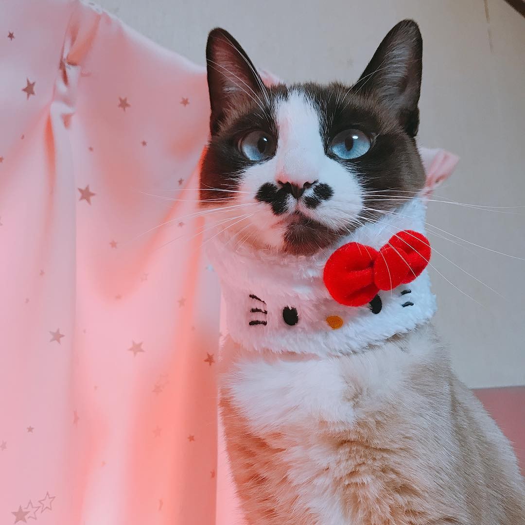 避妊手術をしていない母猫から産まれた5匹の子猫 早くもらって と急かす飼い主 子猫たちの運命は まいどなニュース 避妊手術をしていない母猫から産まれた5匹の子猫 早くもらって と急かす飼い主 子猫たちの運命は まいどなニュース
