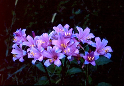 一体どこから 東京のど真ん中に咲いた ど根性彼岸花 が話題 車に踏まれぬ絶妙な位置取りにも驚嘆 まいどなニュース