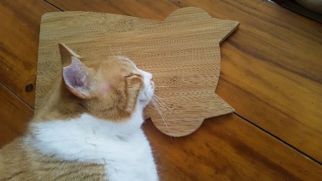 ペットロスの飼い主に幸せ運んだ保護猫 チワワを亡くした悲しみが癒された まいどなニュース