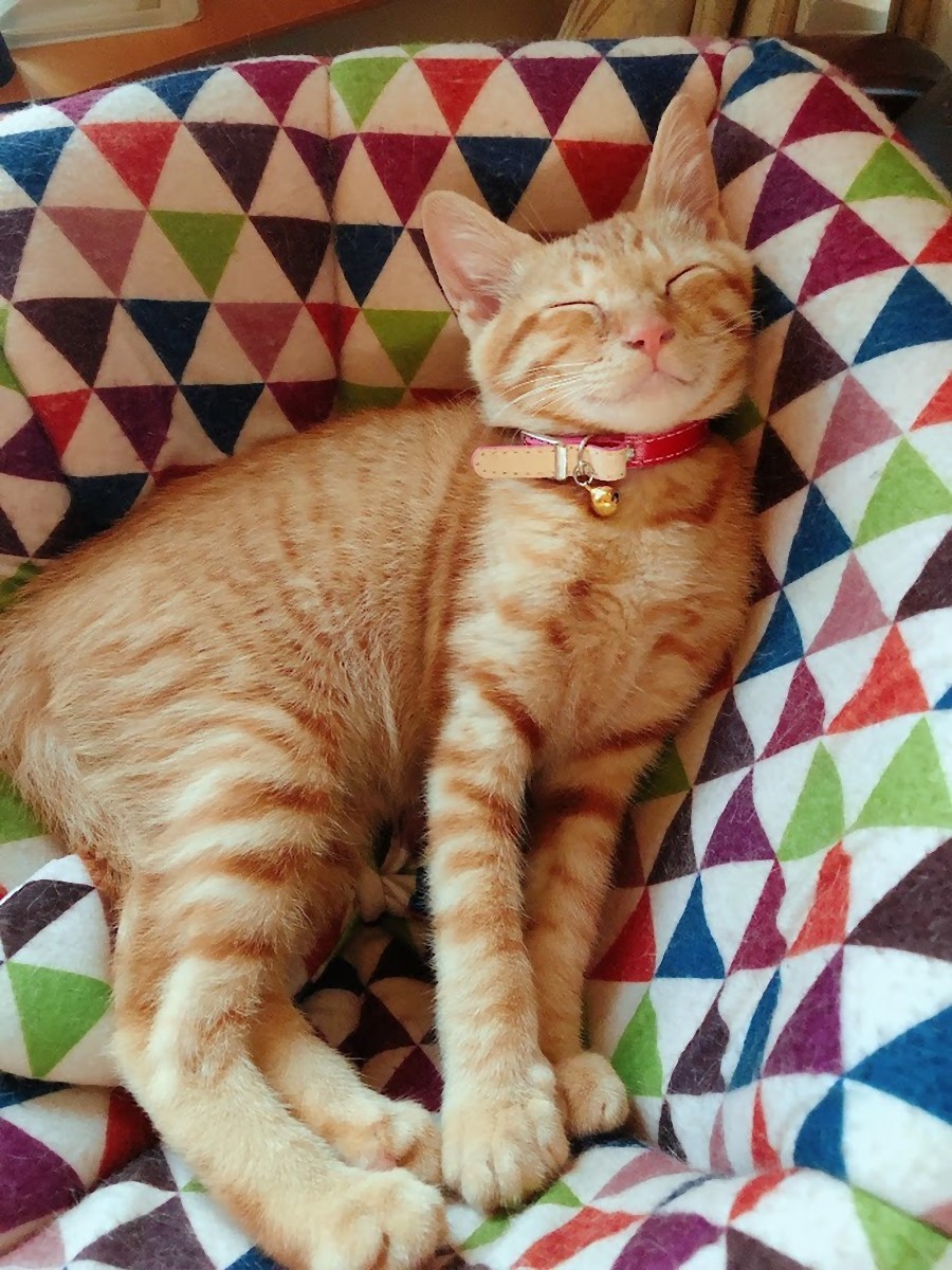 猫、ファッション系