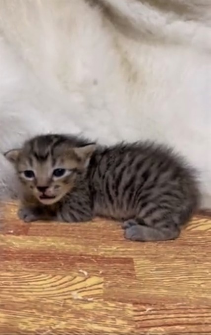 共鳴してる 子猫の鳴き声に合わせてハモる犬に0万人が夢中 あやしている 犬のおまわりさん まいどなニュース