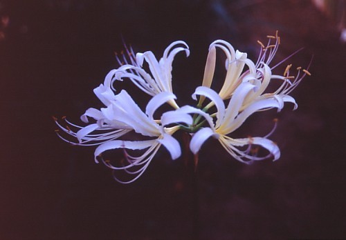 一体どこから 東京のど真ん中に咲いた ど根性彼岸花 が話題 車に踏まれぬ絶妙な位置取りにも驚嘆 まいどなニュース