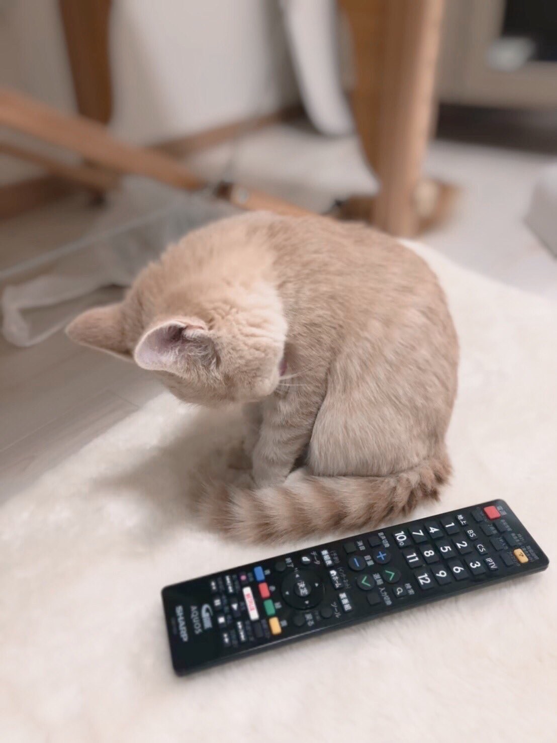 いい幅みつけたね 猫がベランダの溝でヘソ天寝 哀愁ただよう姿に27万人が悶絶 夕焼け見てたの 何回見てもジワる まいどなニュース