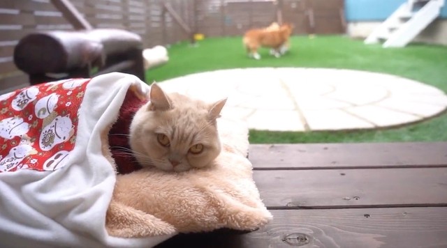 猫が雪道を猛ダッシュ 犬より速い猫さんに驚き ネコの毛皮を着たイヌかも まいどなニュース