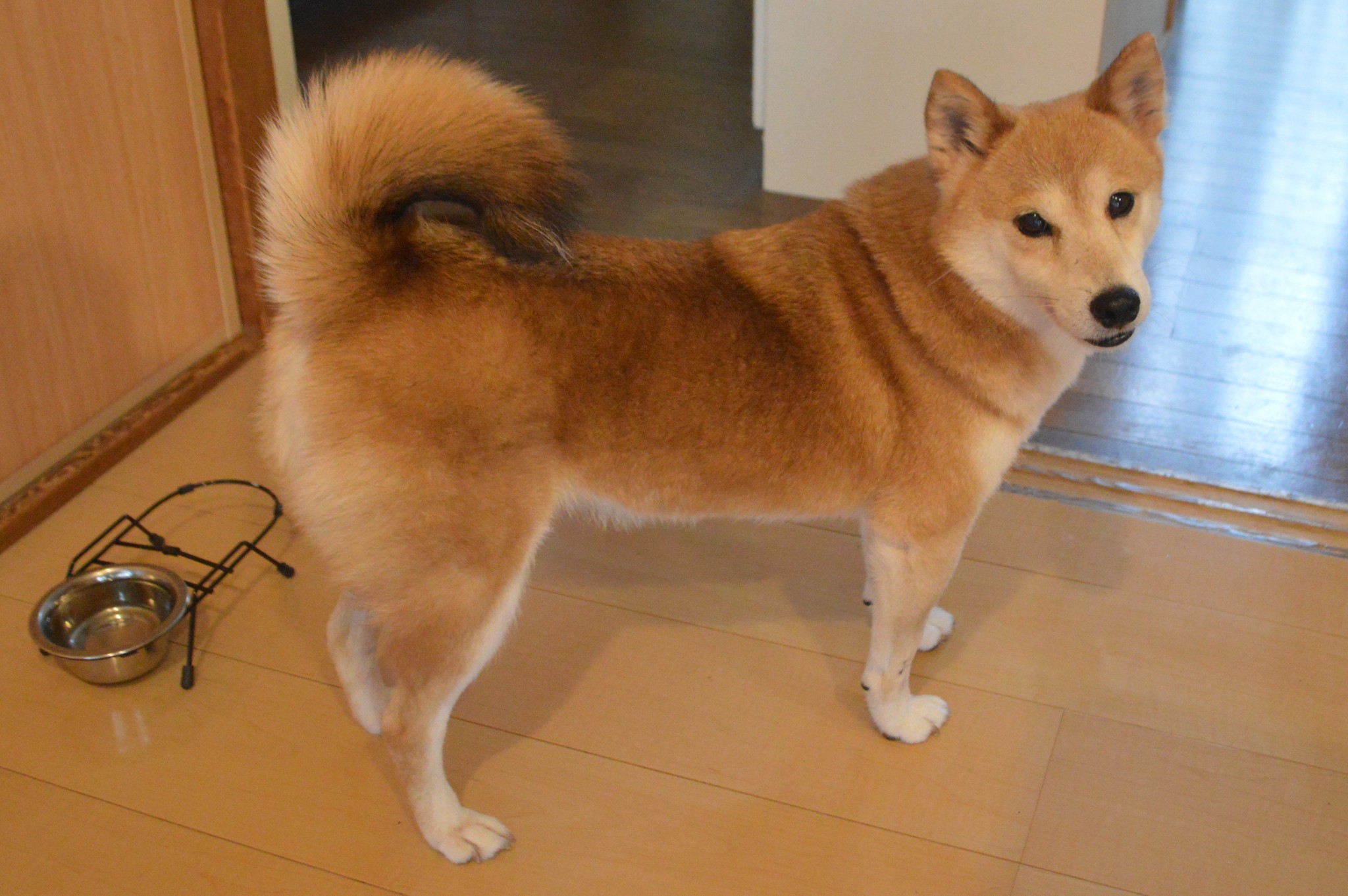 難病の女性が迎えた元繁殖犬 第2の人生を一緒に歩みたい ライフという名に想いを込めて まいどなニュース