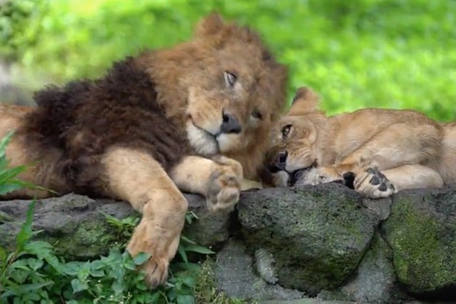 百獣の王 ライオンだって甘えたい ナデナデされる姿に ギャップ萌え 強くてかっこいい人がたまに甘えるとキュン 猫に見えてくる まいどなニュース