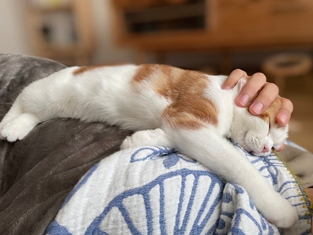 幸せで起きれない お腹の上ですやすや眠る猫が話題 私のお腹にも乗って 私も幸せになりました まいどなニュース