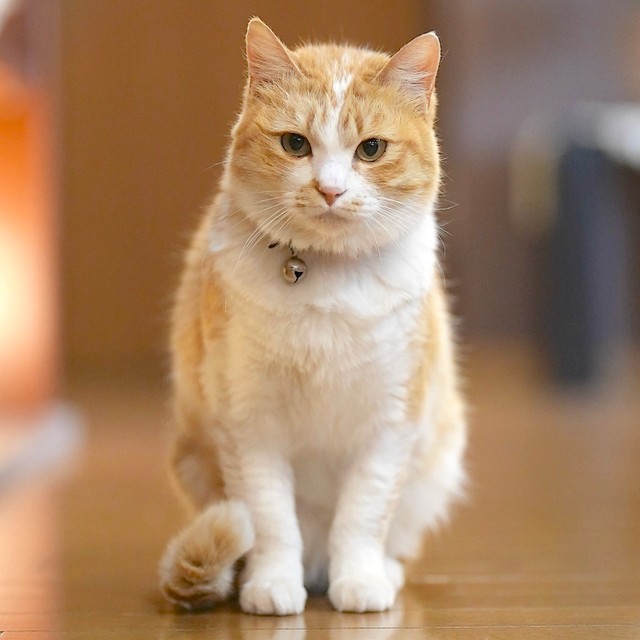 姿を見せなくなった猫が 大けがを負って戻ってきた 瀕死から奇跡の回復 今では施設の 守り猫 に まいどなニュース 姿を見せなくなった猫が 大けがを負って戻ってきた 瀕死から奇跡の回復 今では施設の 守り猫 に まいどなニュース