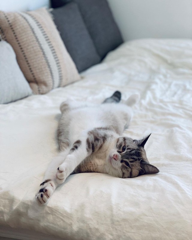 保健所で出会ったおとなしい子猫 いつも飼い主の心に寄り添ってくれる優しい猫に成長 まいどなニュース