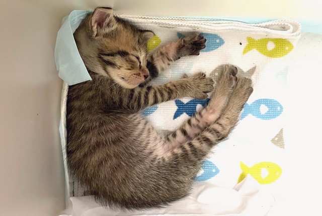 その可愛さ「天使級！」大雨警報の日に保護された子猫 人肌に温められ 