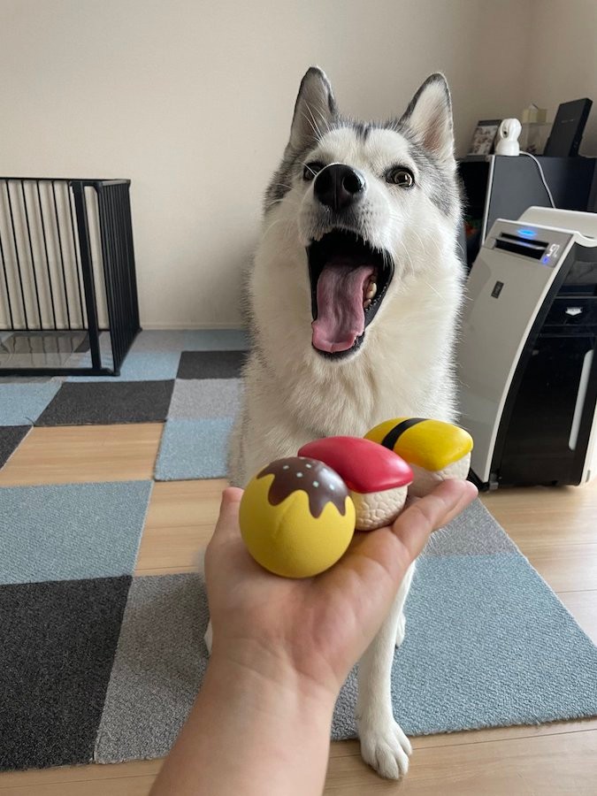 ニコニコ笑顔で お家プール を楽しむ犬さん テンション爆上がりでプールの周りを走ってます めっちゃ気持ち良さそう まいどなニュース