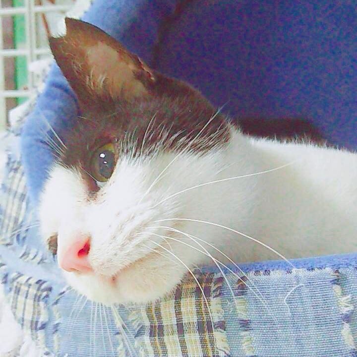 猫の繁殖力「1年で50匹以上」 猫を助けるには不妊去勢手術の徹底が大事 