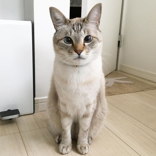 いつか膝の上に乗ってほしい 視力が悪い猫 人に警戒心が強いが 尚更愛おしい まいどなニュース