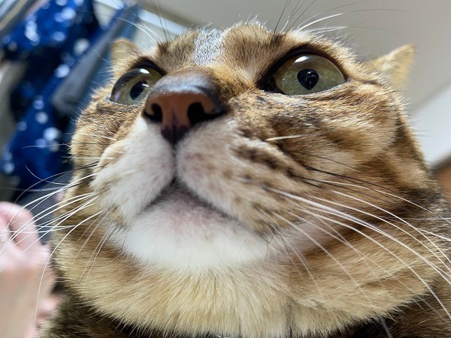 しめしめだニャン ニヤリと不敵な笑みを浮かべる猫ちゃんが話題 何か企んでるんじゃないの まいどなニュース