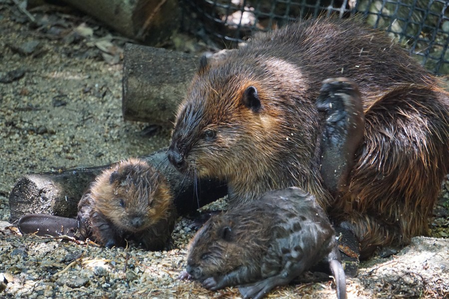 ビーバー赤ちゃんの初泳ぎ動画が話題 28年ぶりのベビー誕生に動物園職員も 可愛い と悶絶 まいどなニュース