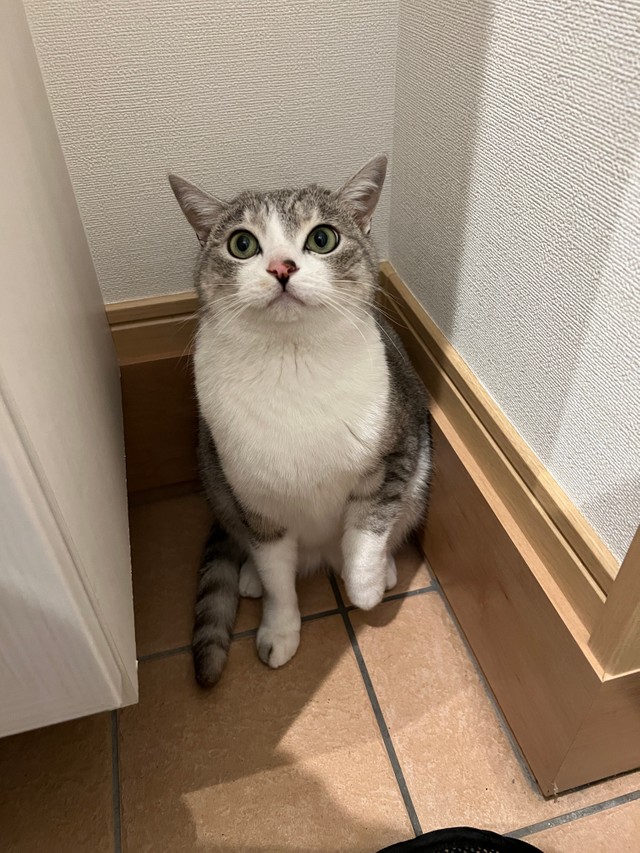 内猫